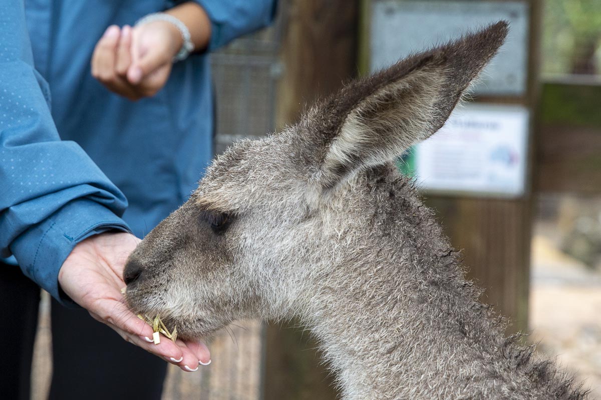 Private Blue Mountains Escape The Crowds Tour