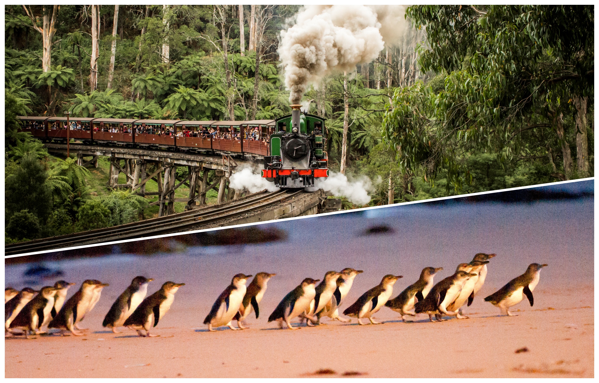 Melbourne: Puffing Billy & Penguin Parade Day Tour