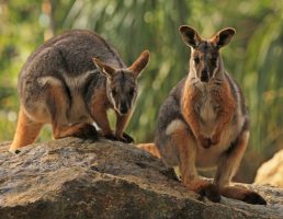 Private tour to Featherdale Wildlife Park