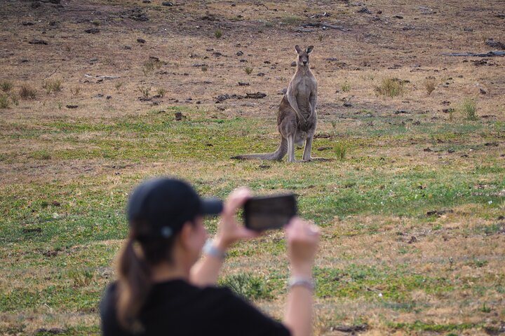 Sydney Wildlife Safari