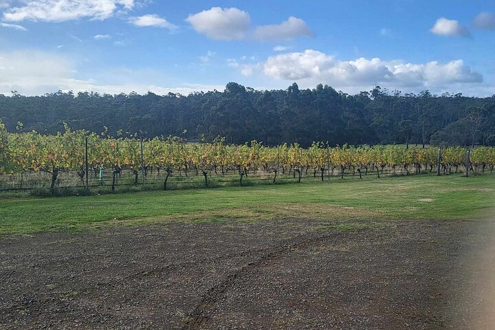 Huon Valley Wine and Cider Tour Hobart and SE Tasmania