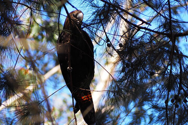 Sydney Wildlife Safari