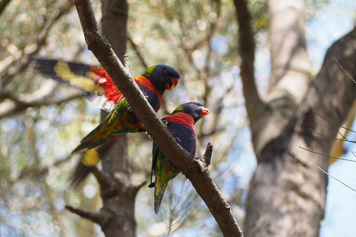 Sydney Wildlife Safari