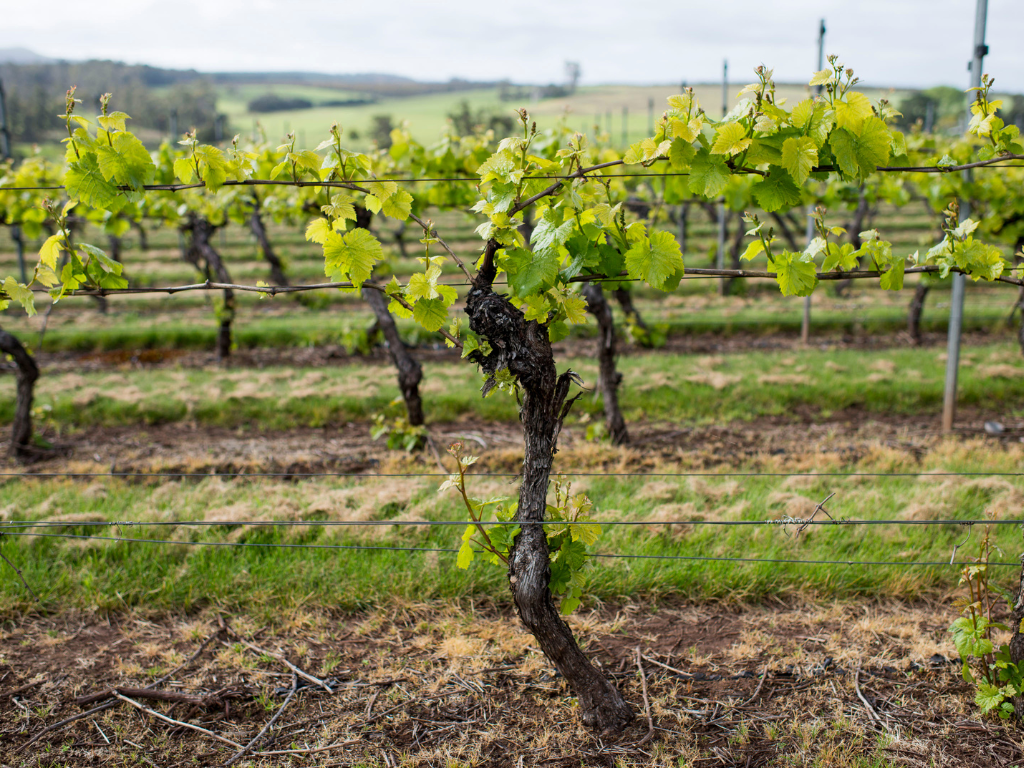 Seduction of Pinot Noir - The Heartbreak Grape (TC)