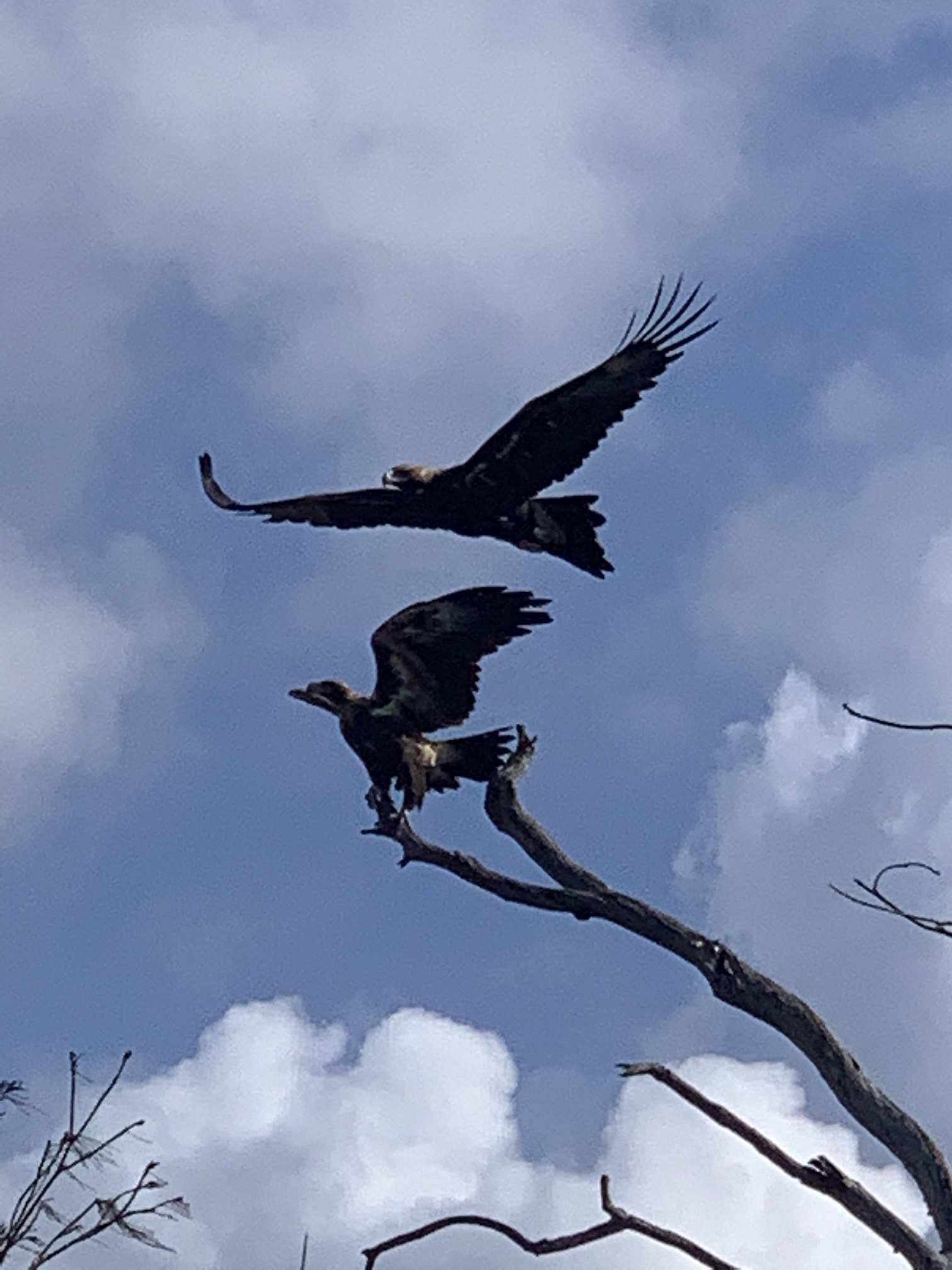 Noosa Heads Kayaking - Hidden Waterways & Wildlife Tour - 2.5 Hours