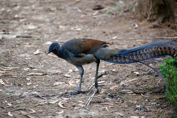 Sydney Wildlife Safari