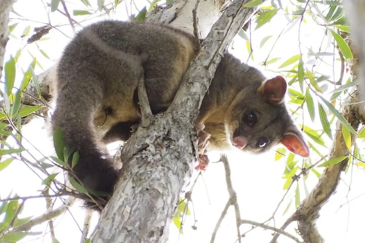 Sydney Wildlife Safari