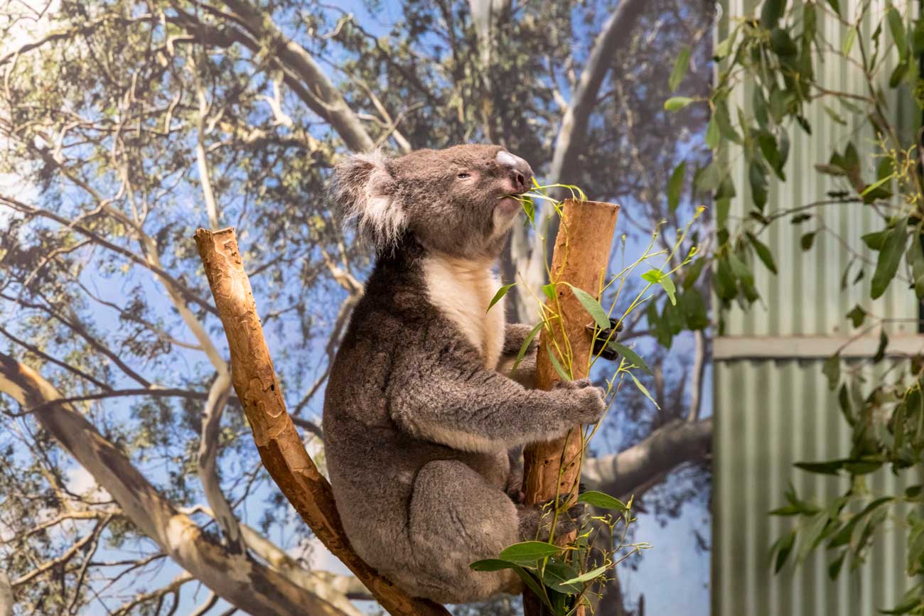 Private tour to Featherdale Wildlife Park