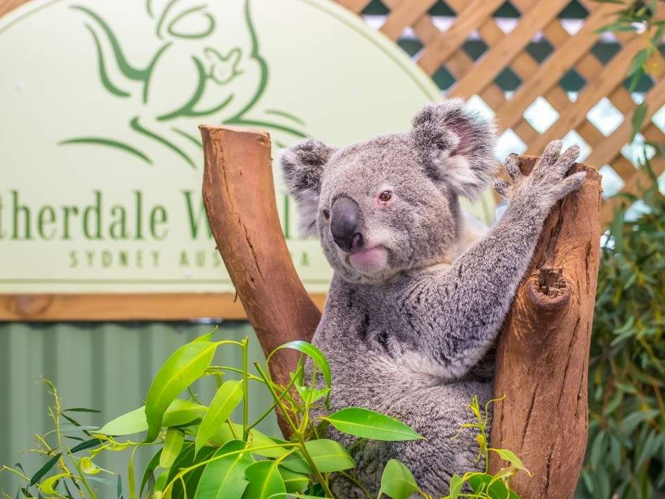 Private tour to Featherdale Wildlife Park