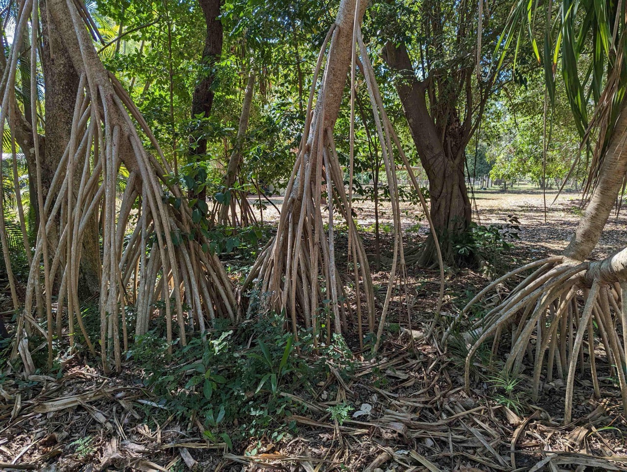 Full Day Tropical Gardens Tour with Outback Gourmet Meal & Sightseeing