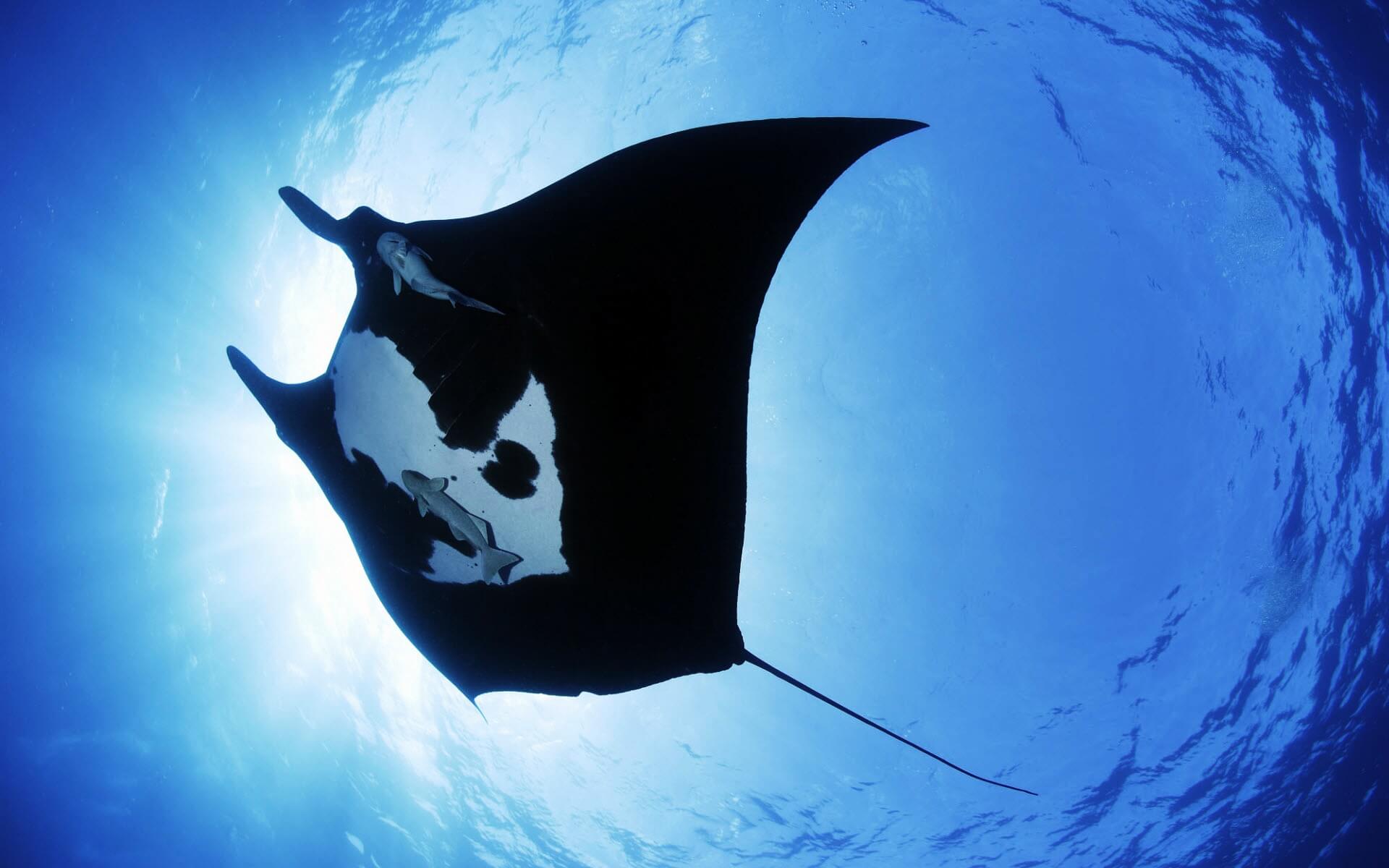 Lady Musgrave Island Outer Reef Double Dive Experience