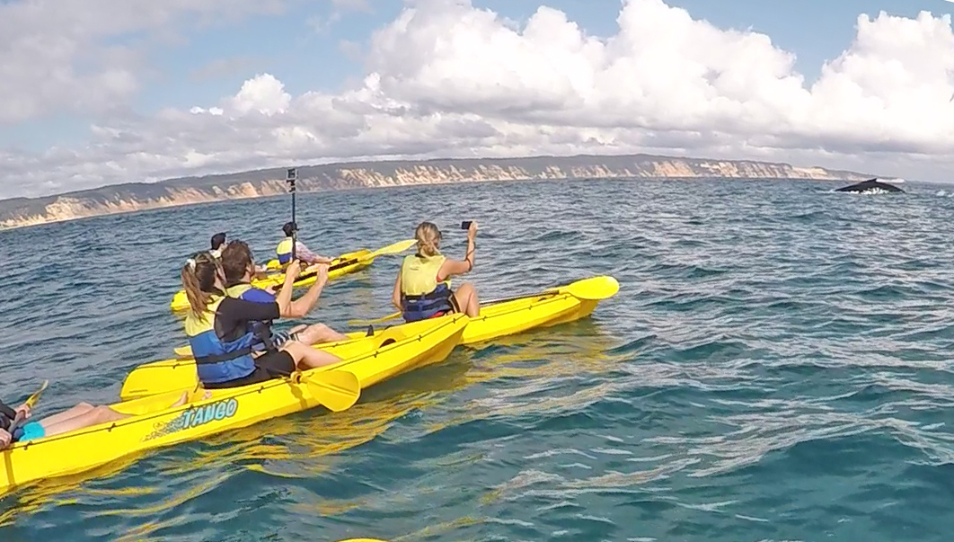 Noosa Whale Watching Ocean Kayaking & Beach 4X4 Tour, Australia ...