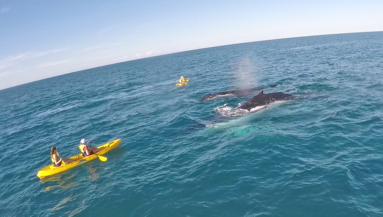 Private Whale Watching Tour Ocean Kayaking Noosa to Double Island Point