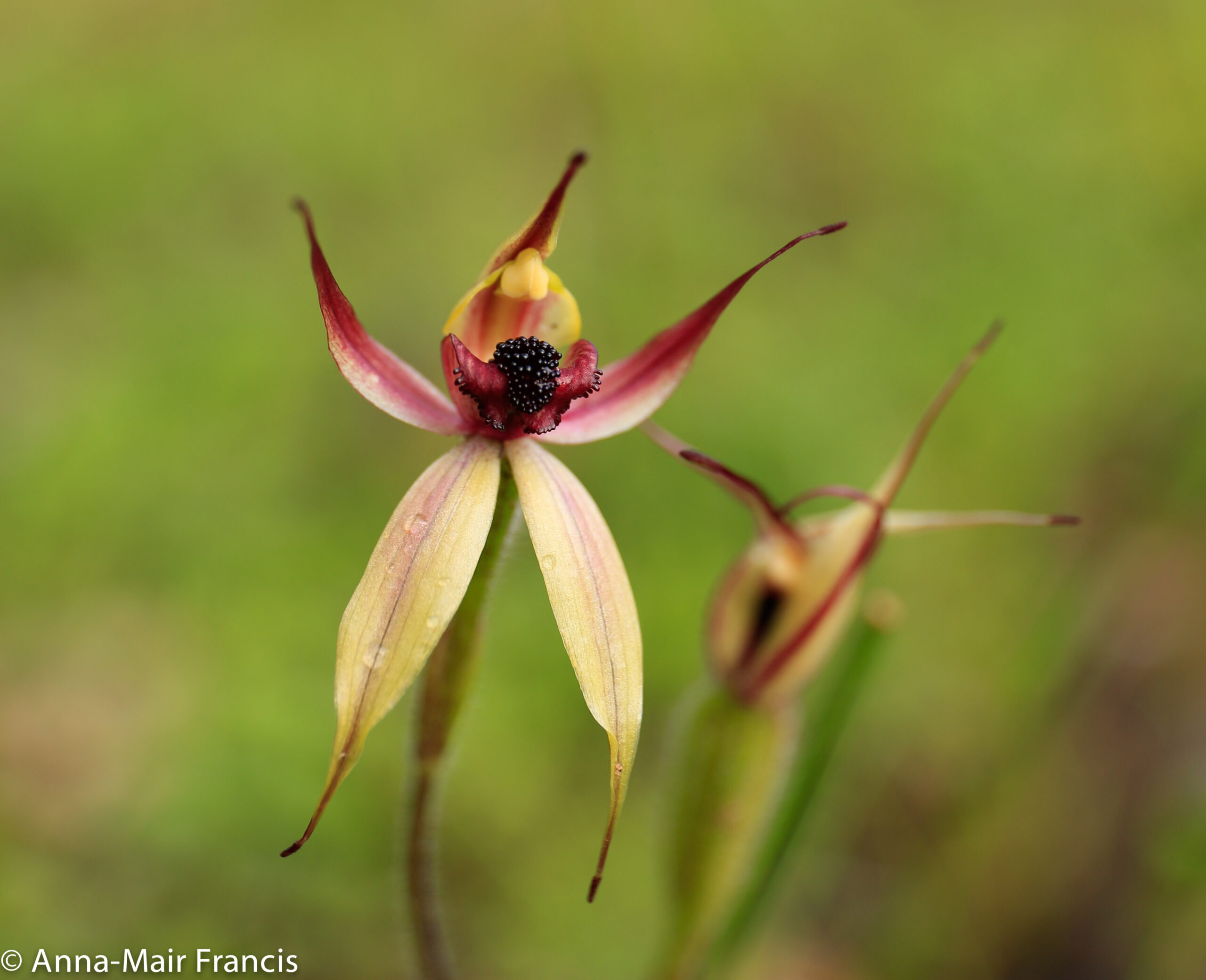 Dryandra Wildflowers and Wildlife Photographic Tour 3 day/2 nights