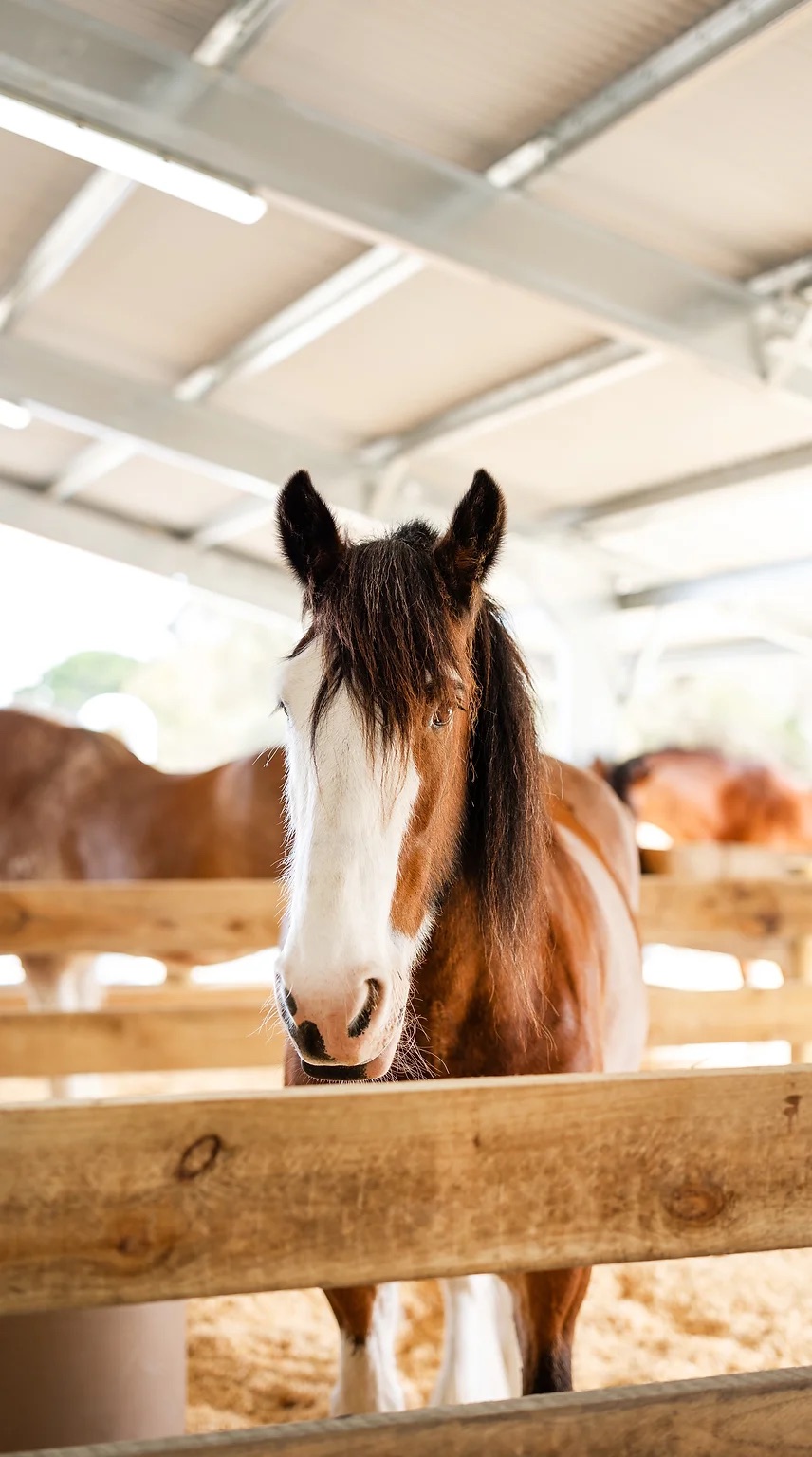 Behind the Scenes with the Clydesdales of the Victor Harbor Tramway