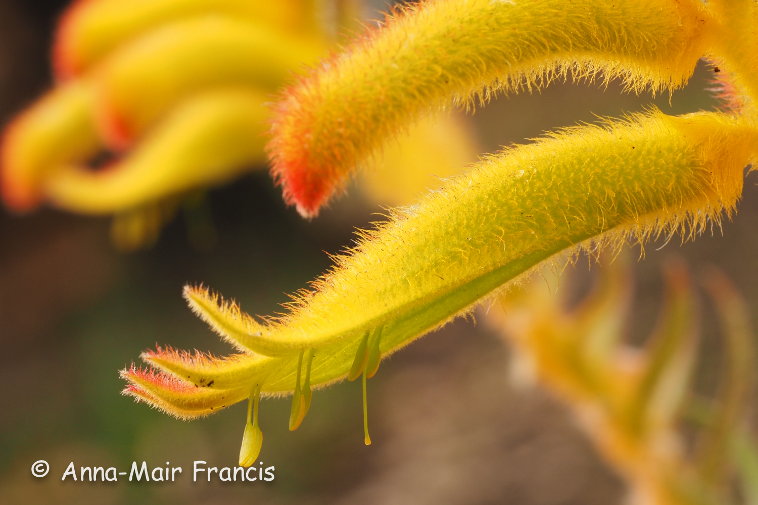 Half day Wildflower & Orchid Photographic Tour