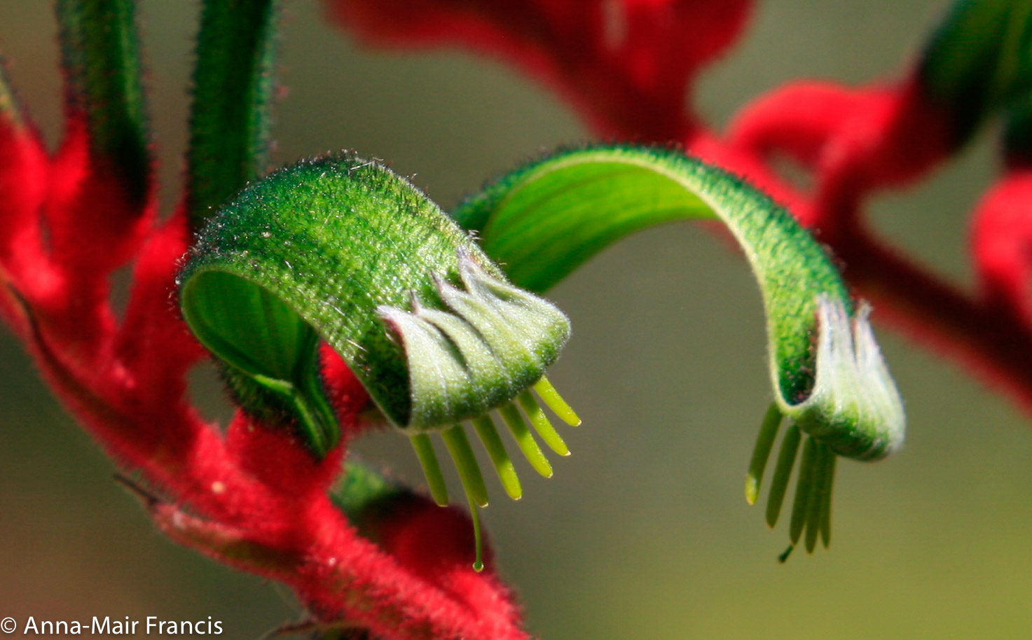 Half day Wildflower & Orchid Photographic Tour