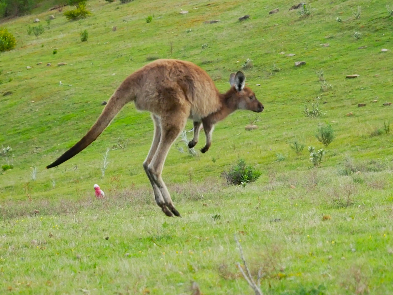 Deep Creek 4WD to Boat Harbor & Native Food Experience (4 Hours)