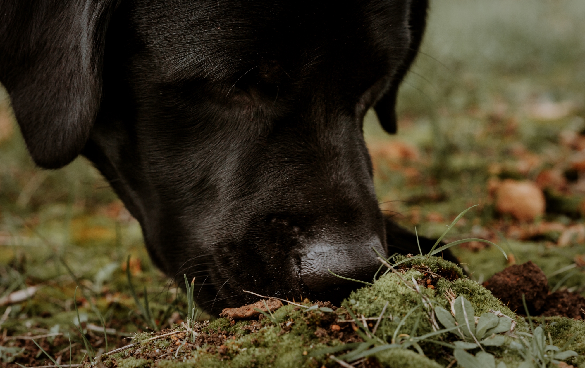 Dig Deep & Eat - Margaret River Truffle Hunt Experience and Lunch