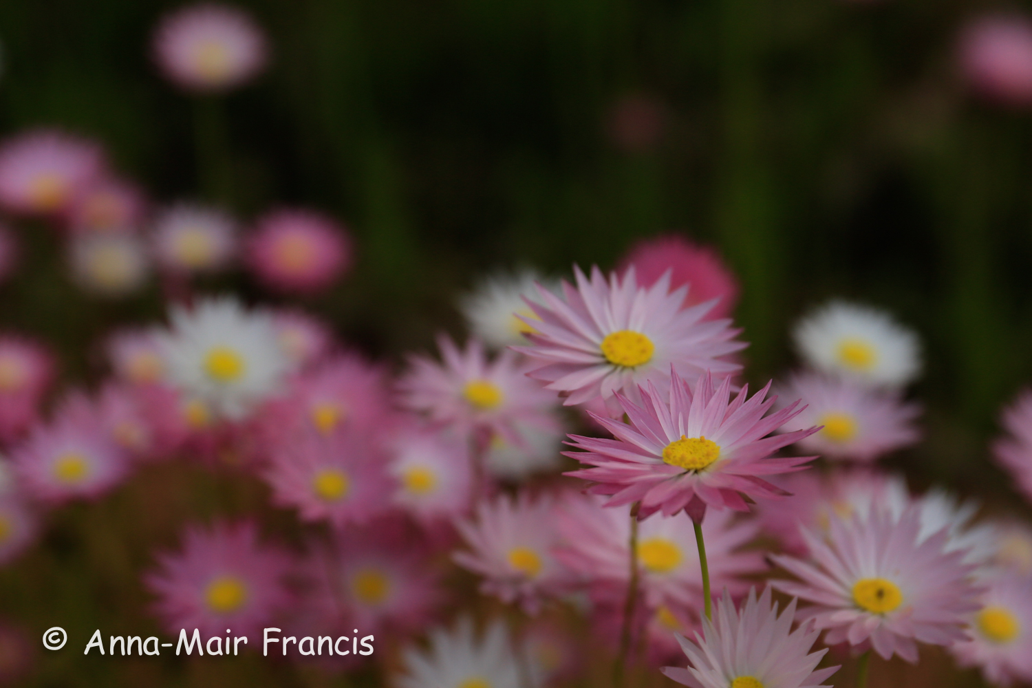 Half day Wildflower & Orchid Photographic Tour