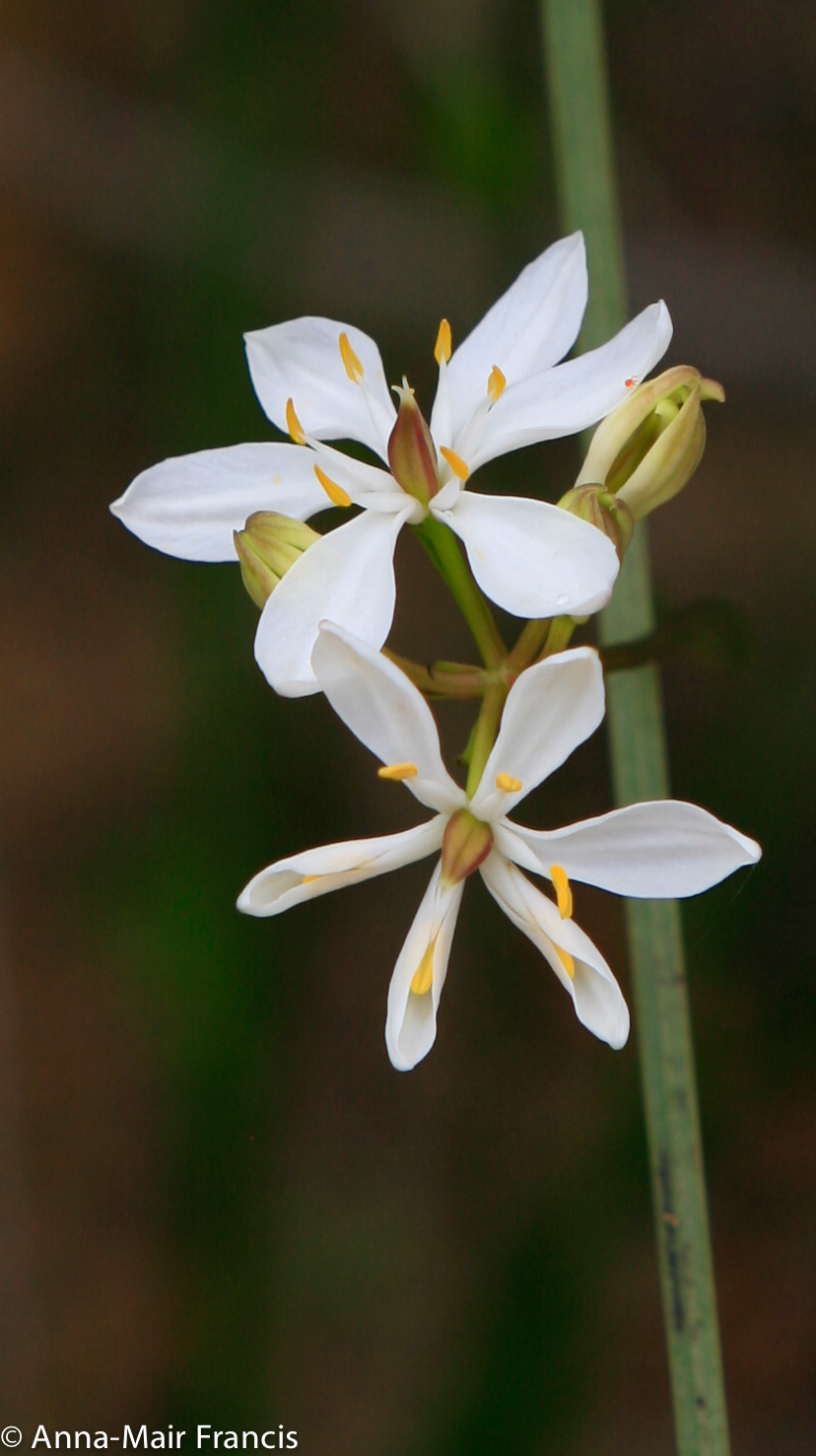 Half day Wildflower & Orchid Photographic Tour