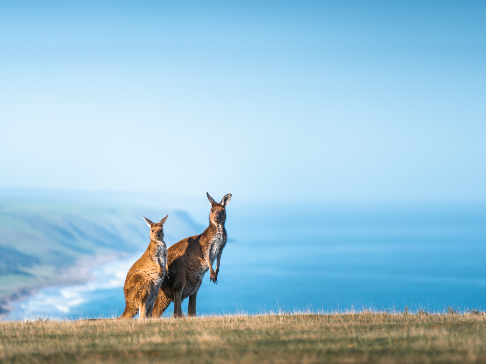 Deep Creek 4WD to Boat Harbor & Native Food Experience (4 Hours)