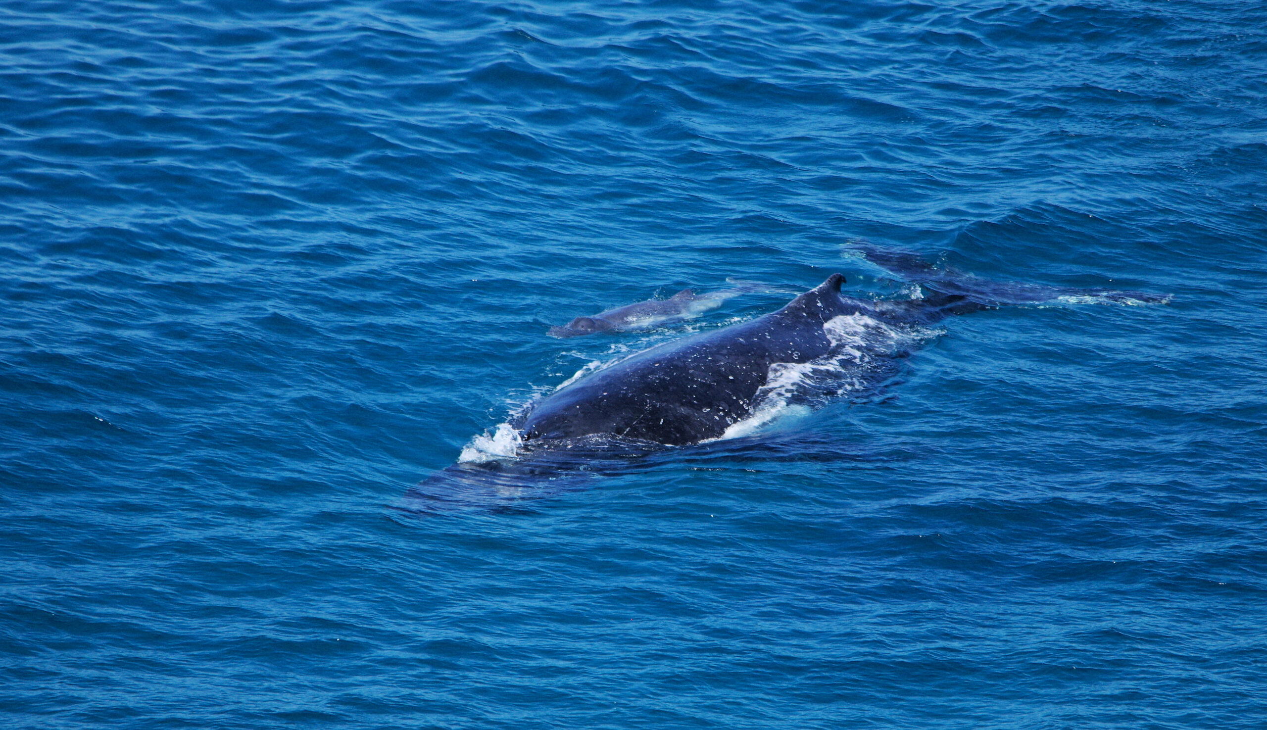 Private Whale Watching Tour Ocean Kayaking Noosa to Double Island Point