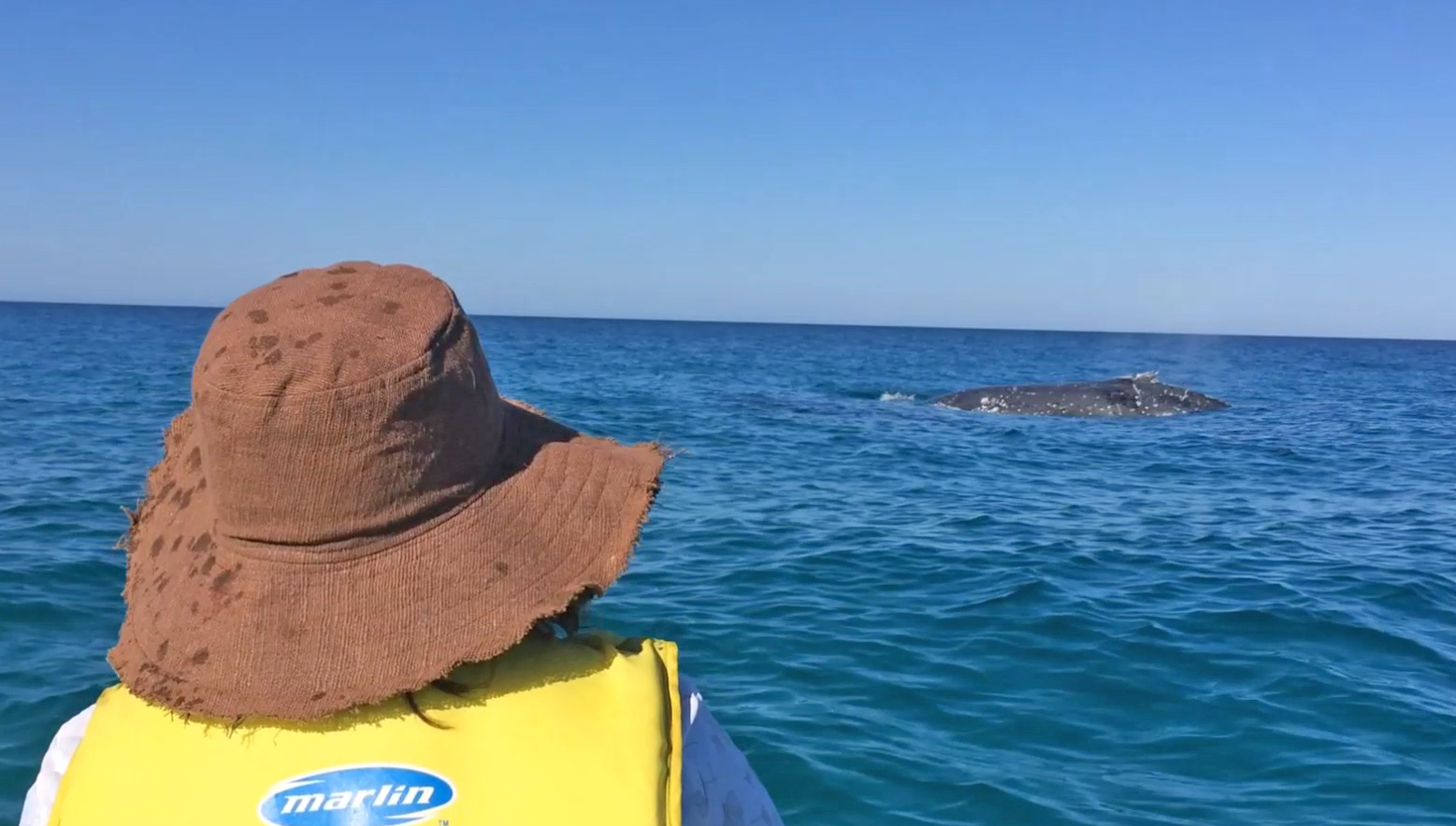 Private Whale Watching Tour Ocean Kayaking Noosa to Double Island Point