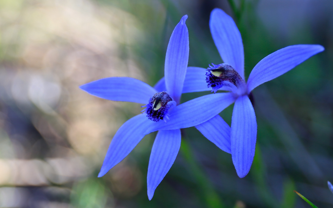 Dryandra Wildflowers and Wildlife Photographic Tour 3 day/2 nights