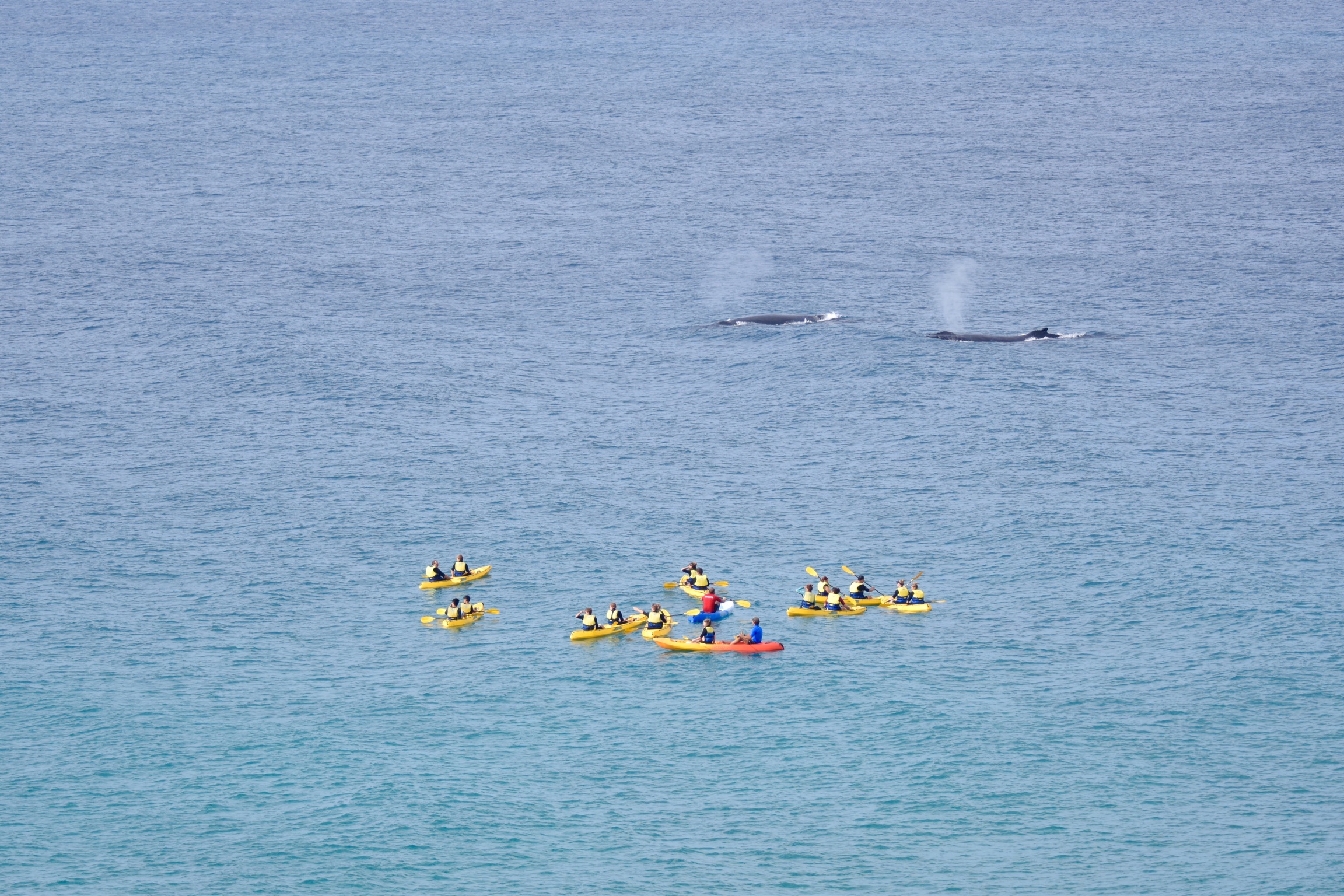 Private Whale Watching Tour Ocean Kayaking Noosa to Double Island Point