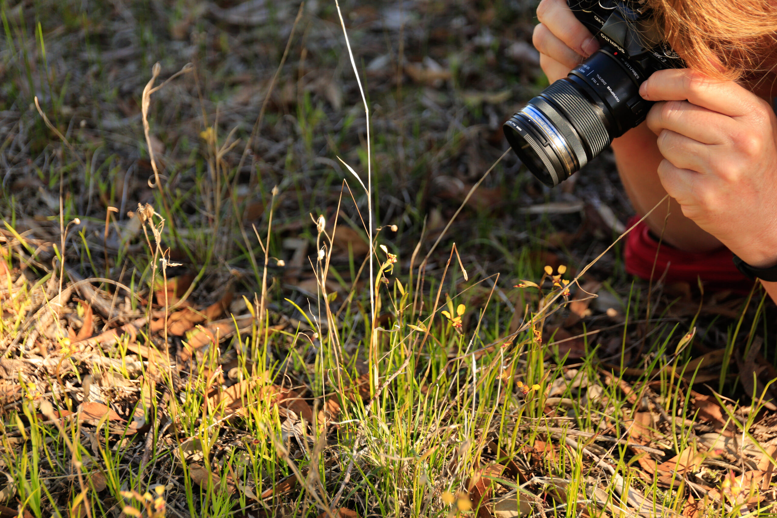 Half day Wildflower & Orchid Photographic Tour