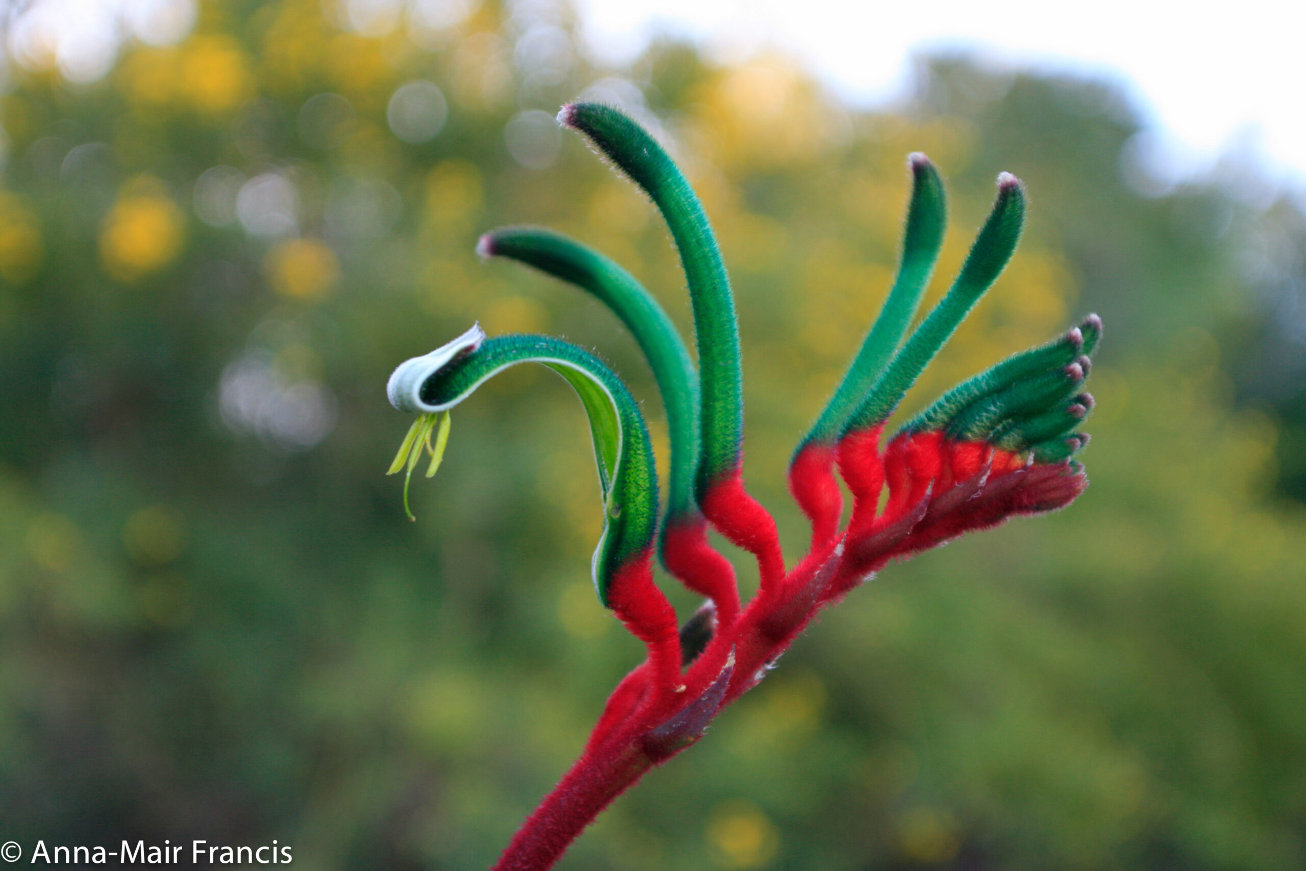 Half day Wildflower & Orchid Photographic Tour