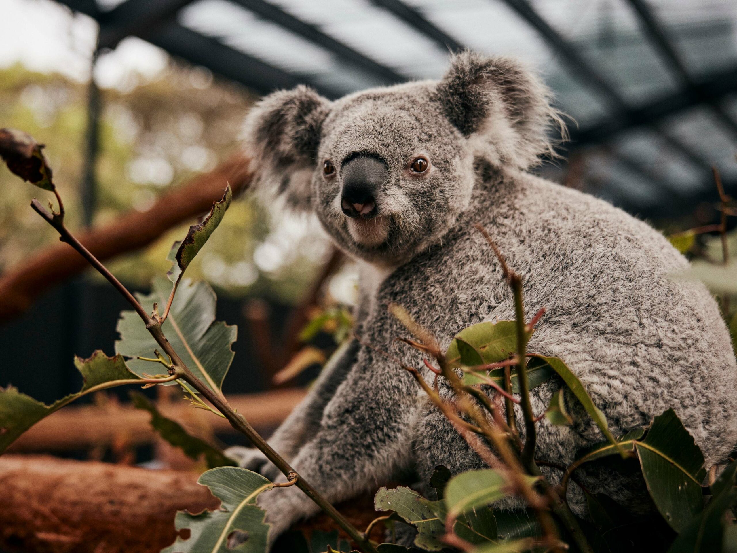 Animal Lovers day tour, departing Newcastle