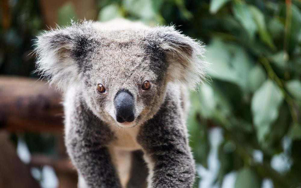 Animal Lovers day tour, departing Newcastle