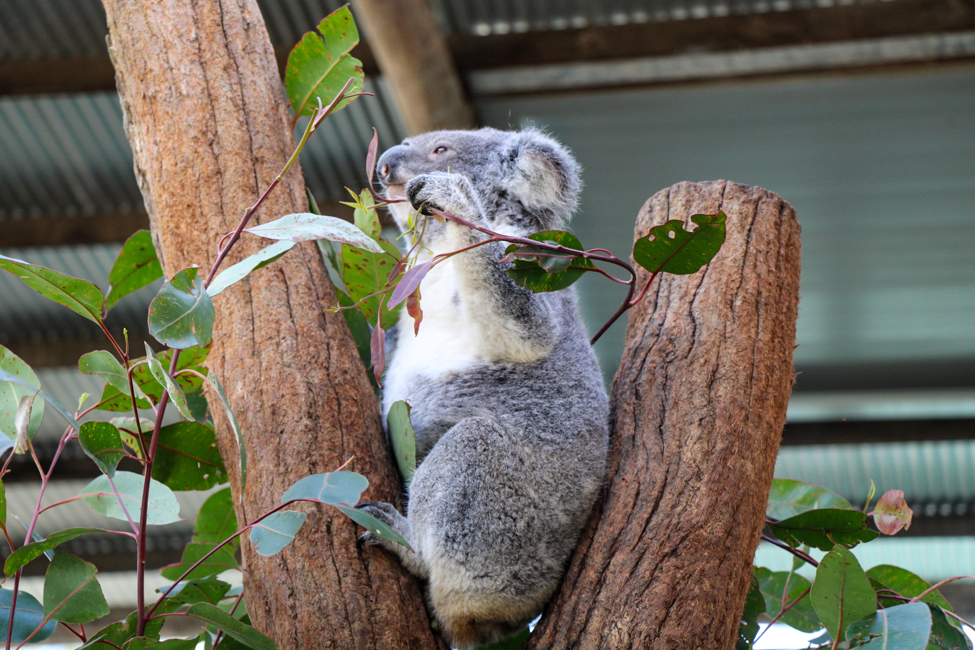 Animal Lovers day tour, departing Newcastle