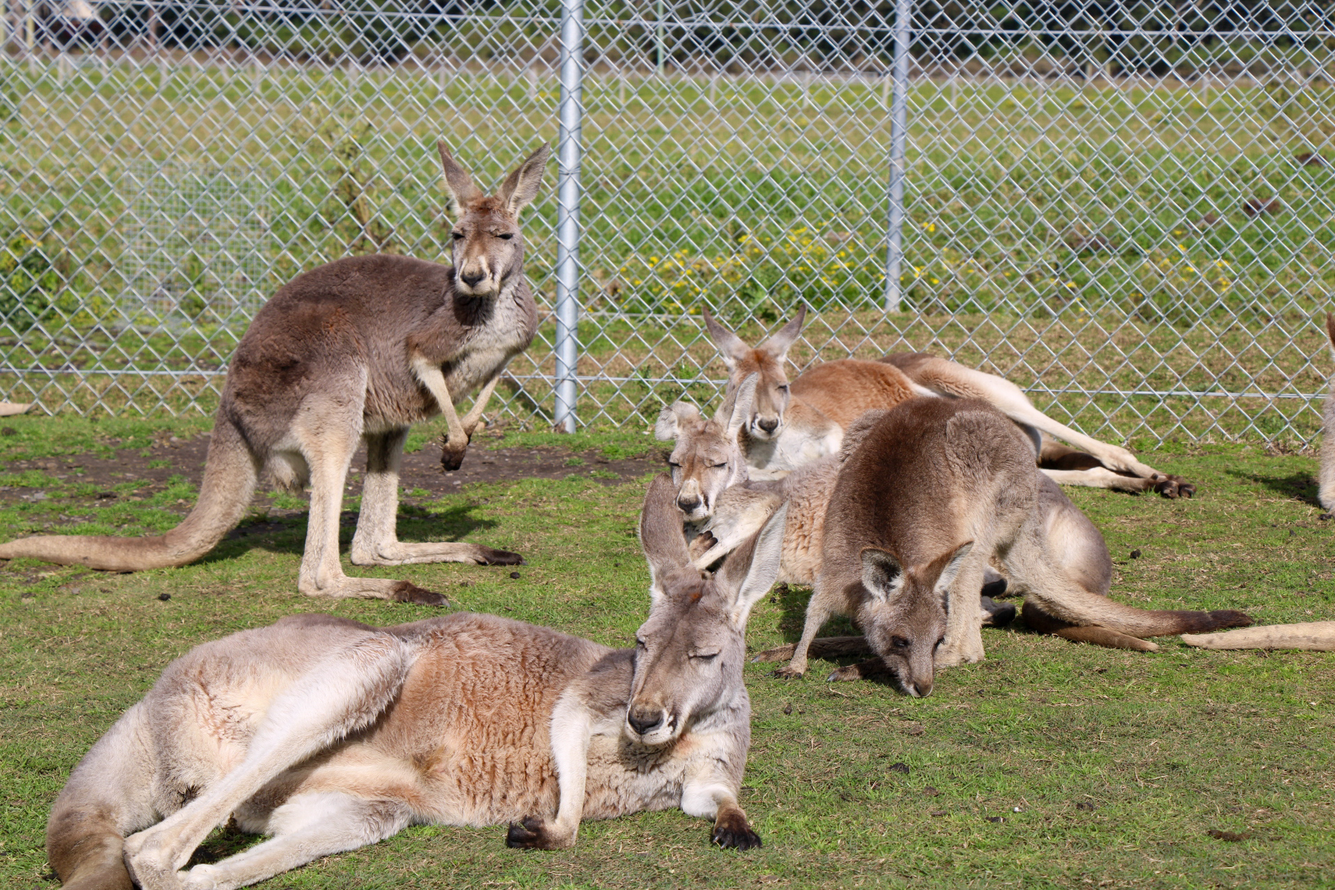 Animal Lovers day tour, departing Newcastle