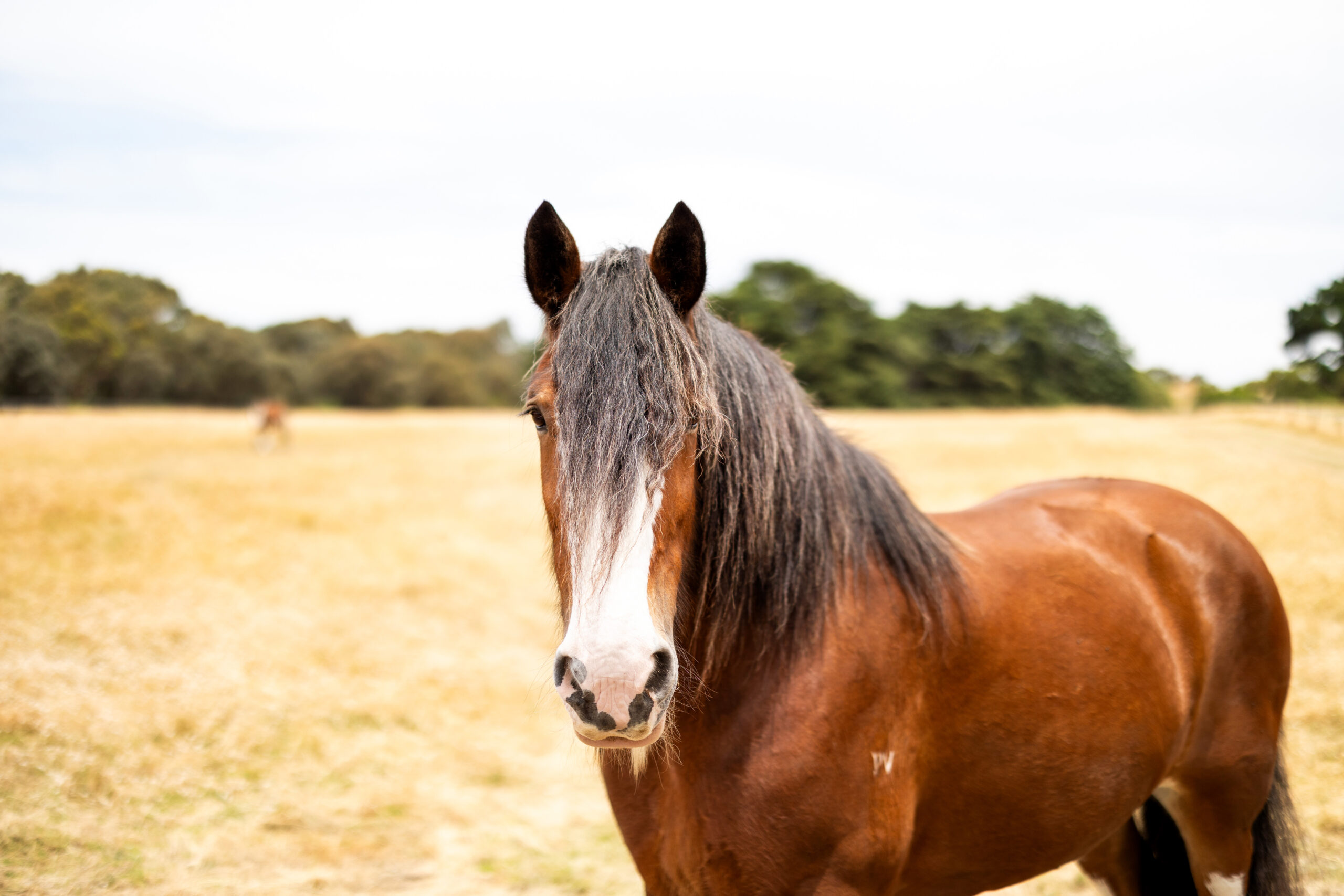 Behind the Scenes with the Clydesdales of the Victor Harbor Tramway