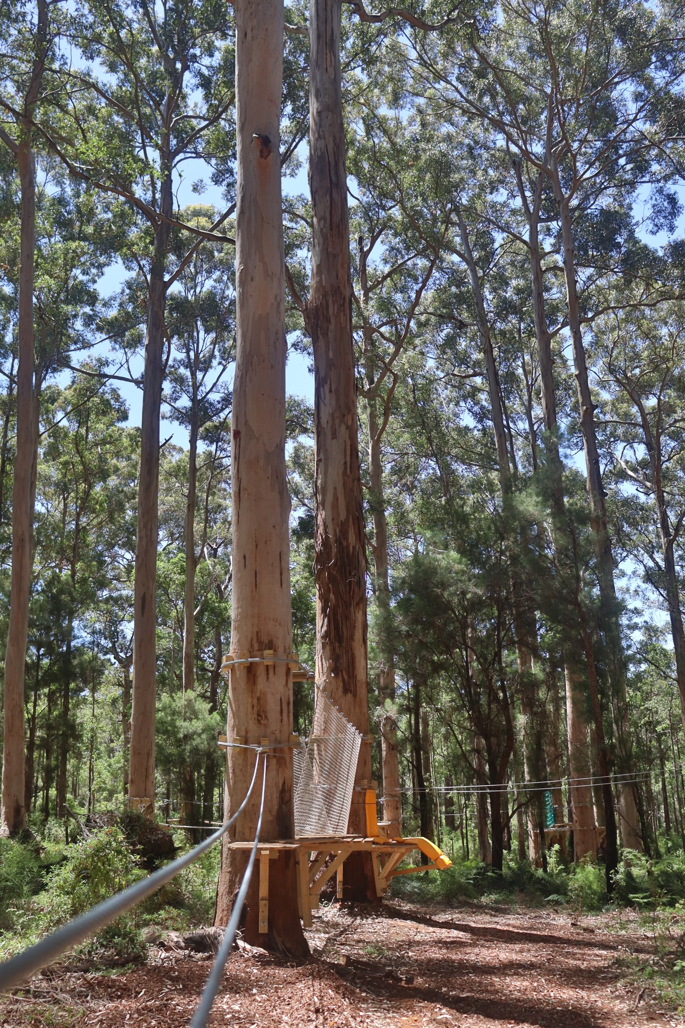 Kookies Access Pass at Aerial Adventure Pemberton