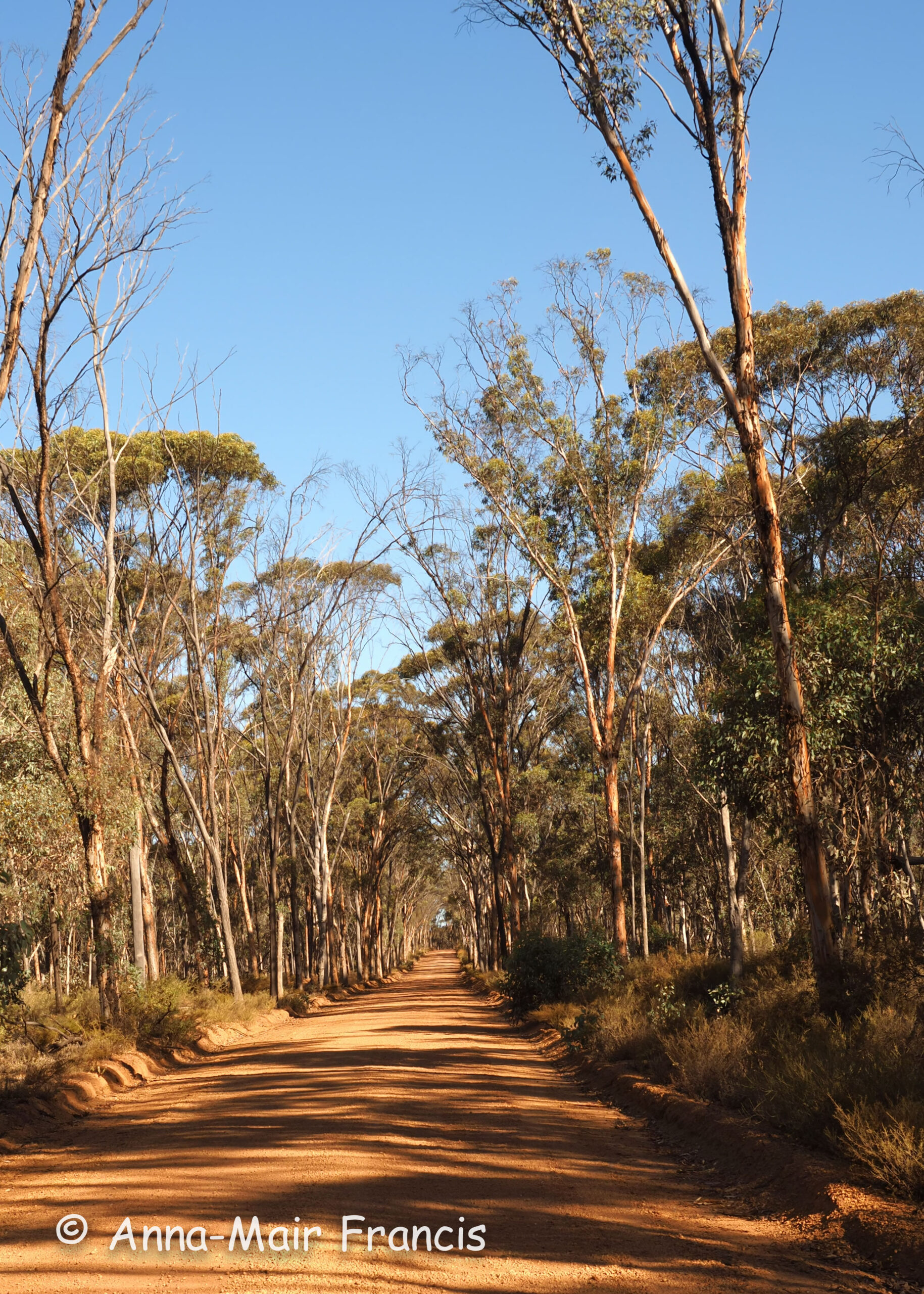 Dryandra Wildflowers and Wildlife Photographic Tour 3 day/2 nights