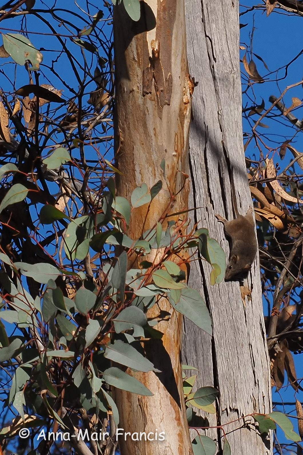 Dryandra Wildflowers and Wildlife Photographic Tour 3 day/2 nights