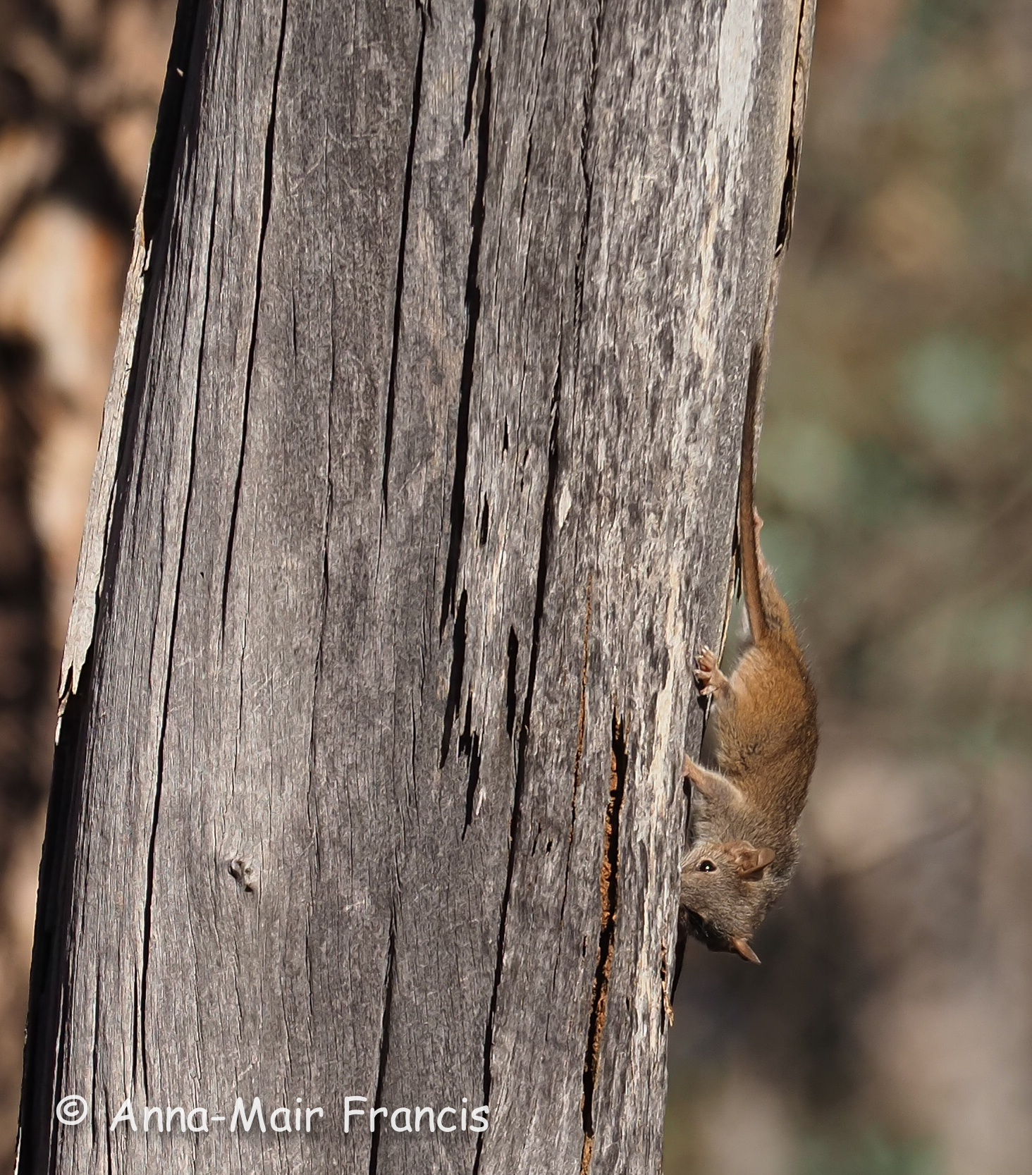 Dryandra Wildflowers and Wildlife Photographic Tour 3 day/2 nights