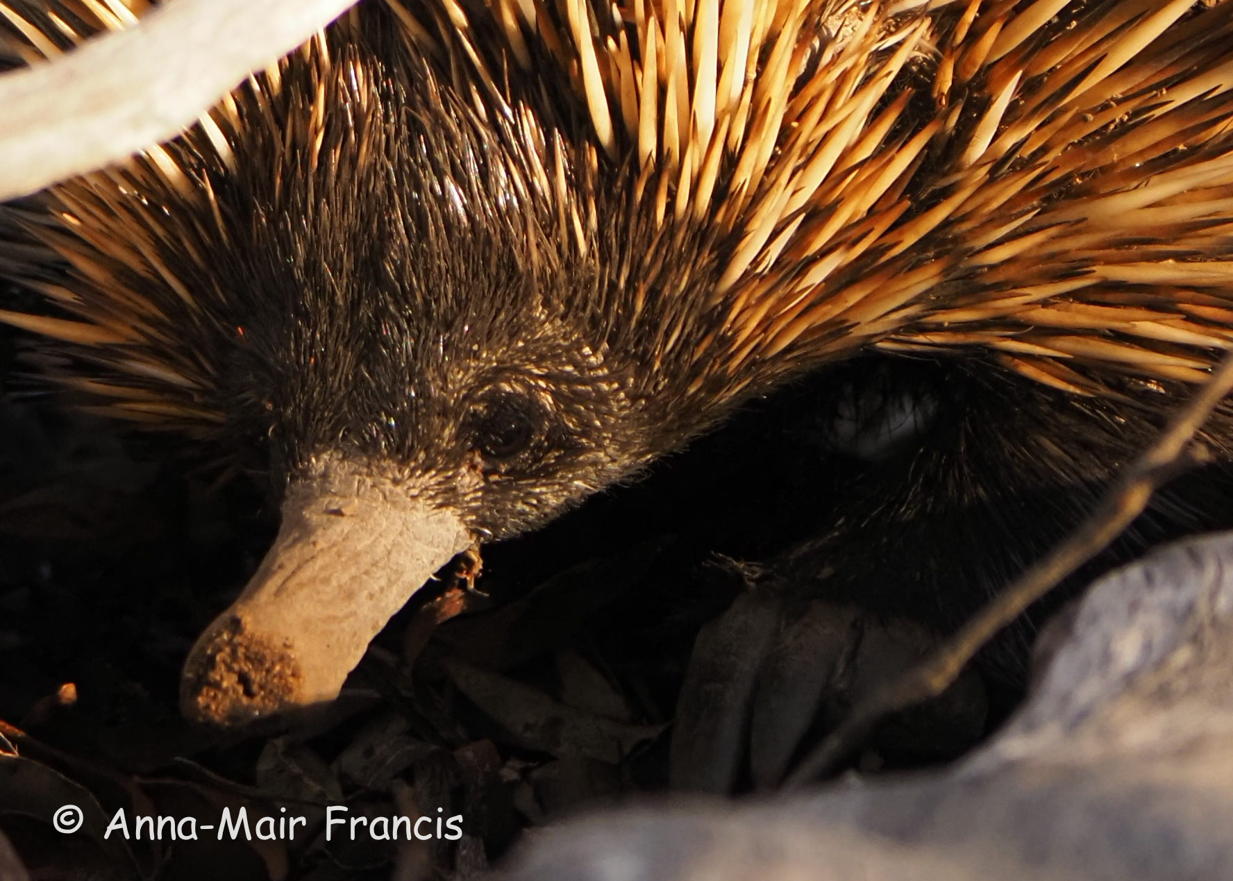 Dryandra Wildflowers and Wildlife Photographic Tour 3 day/2 nights