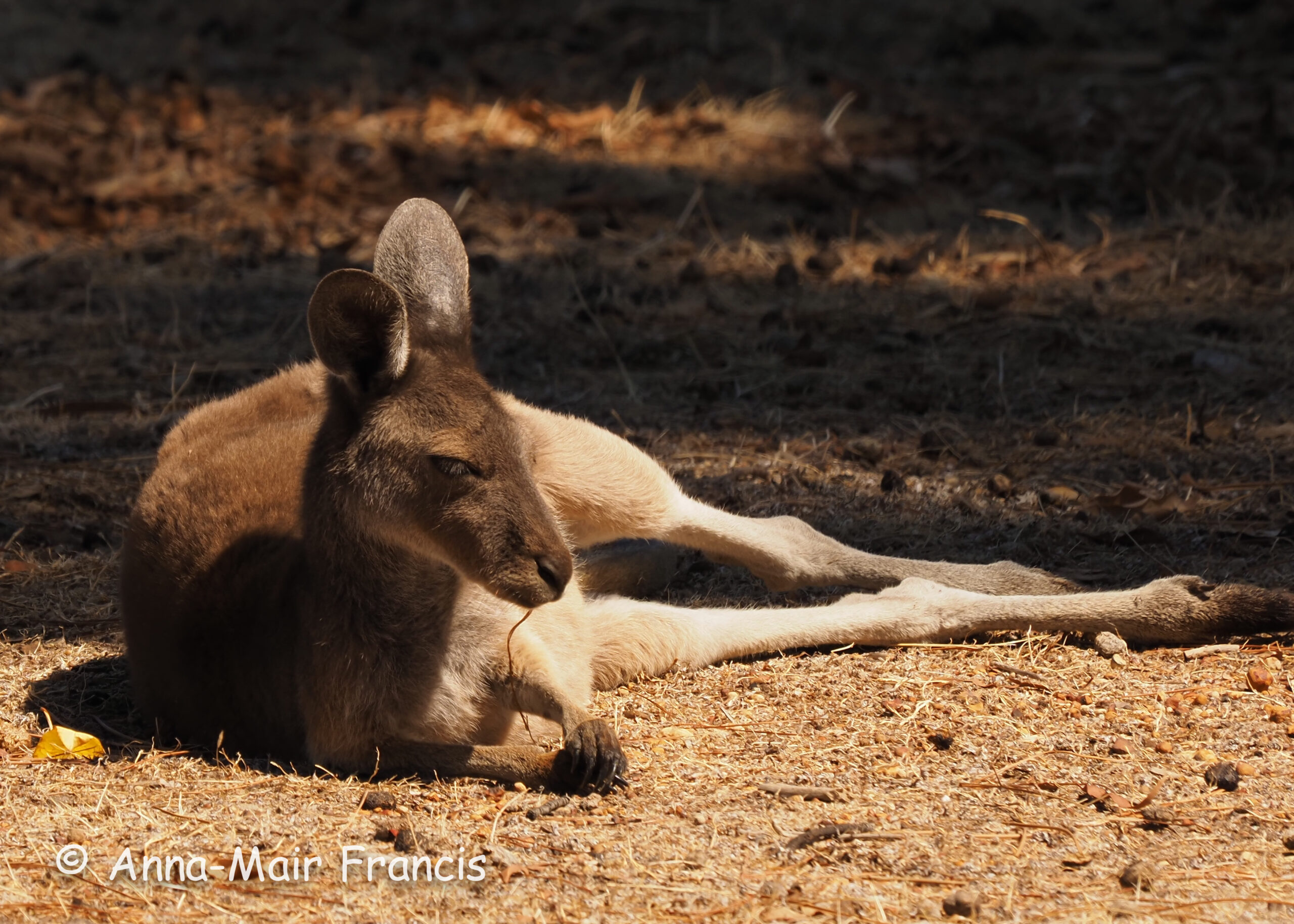 Dryandra Wildflowers and Wildlife Photographic Tour 3 day/2 nights