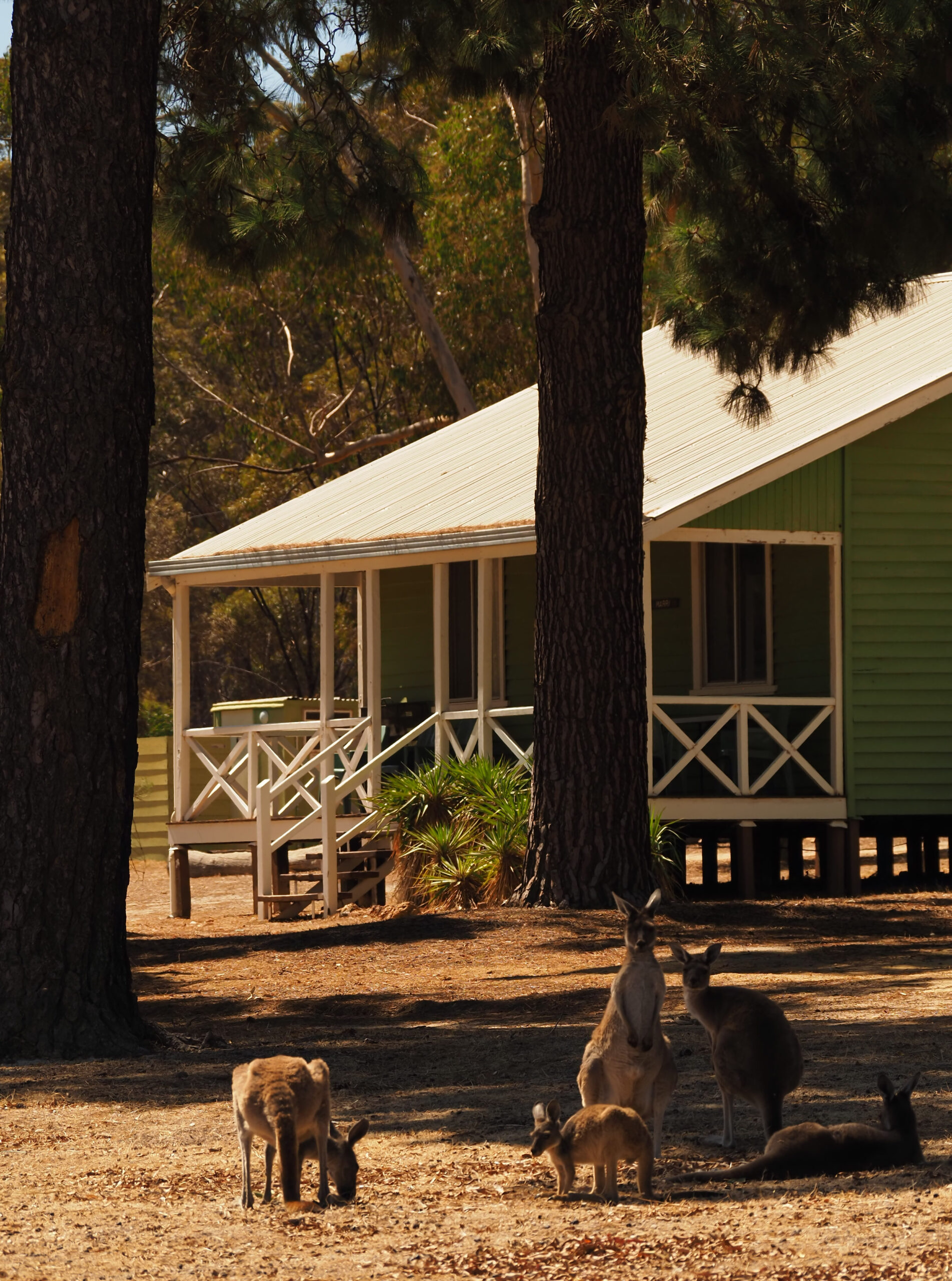 Dryandra Wildflowers and Wildlife Photographic Tour 3 day/2 nights