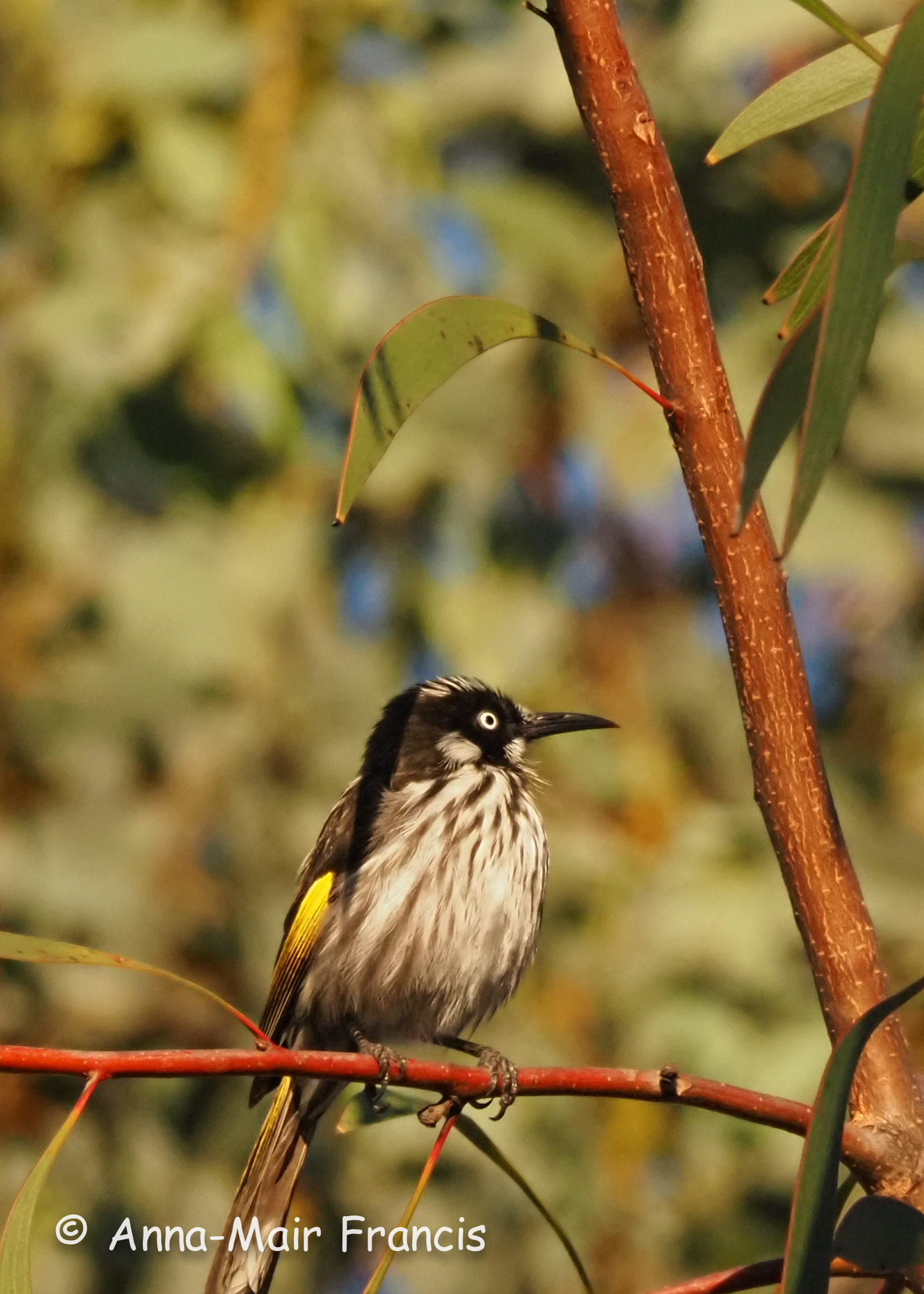 Dryandra Wildflowers and Wildlife Photographic Tour 3 day/2 nights