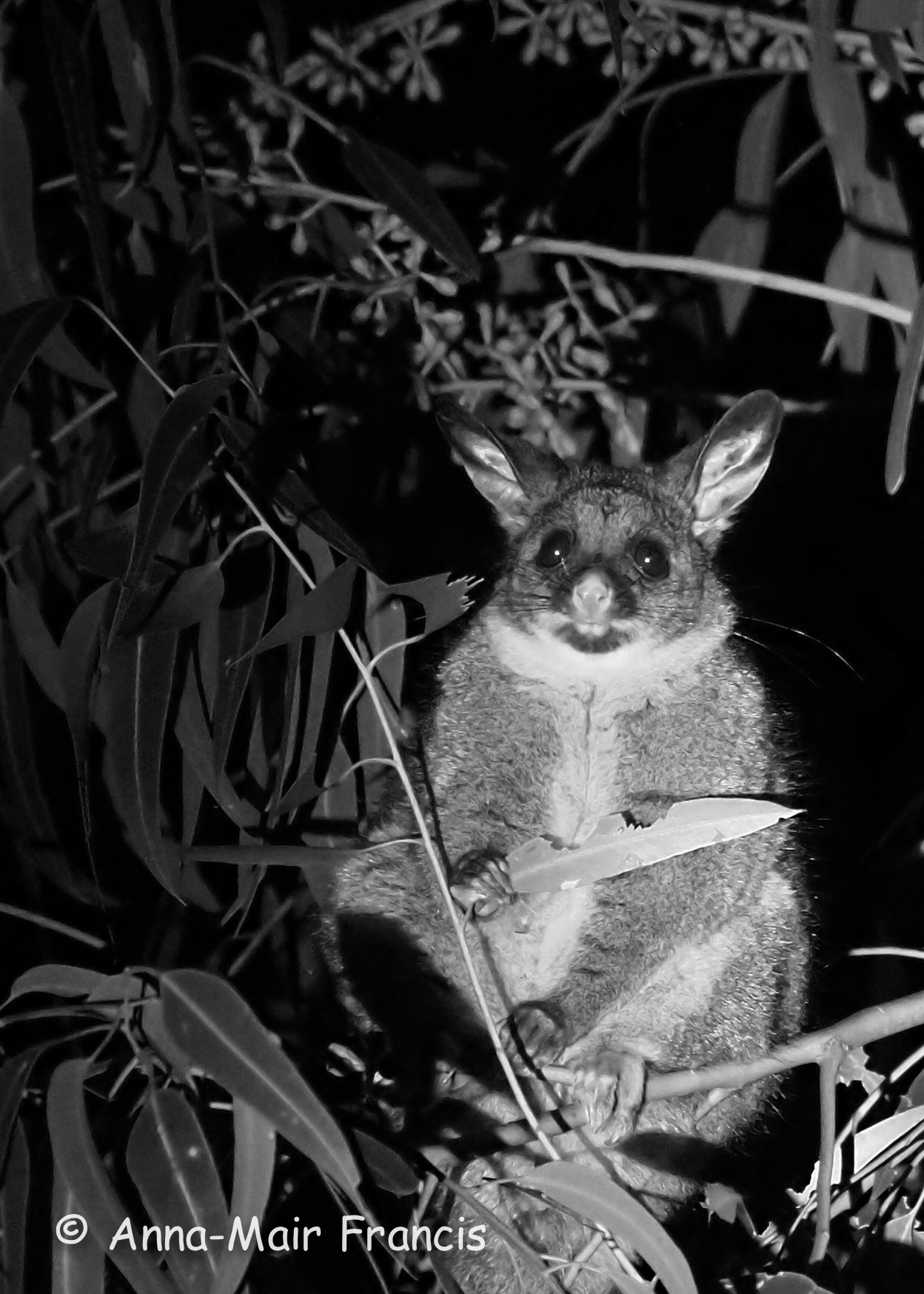 Dryandra Wildflowers and Wildlife Photographic Tour 3 day/2 nights