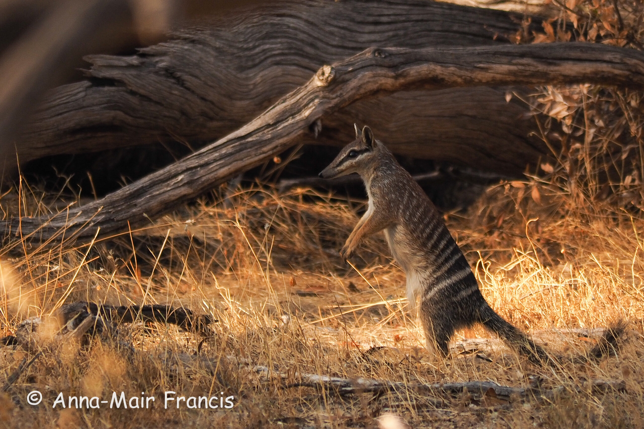 Dryandra Wildflowers and Wildlife Photographic Tour 3 day/2 nights