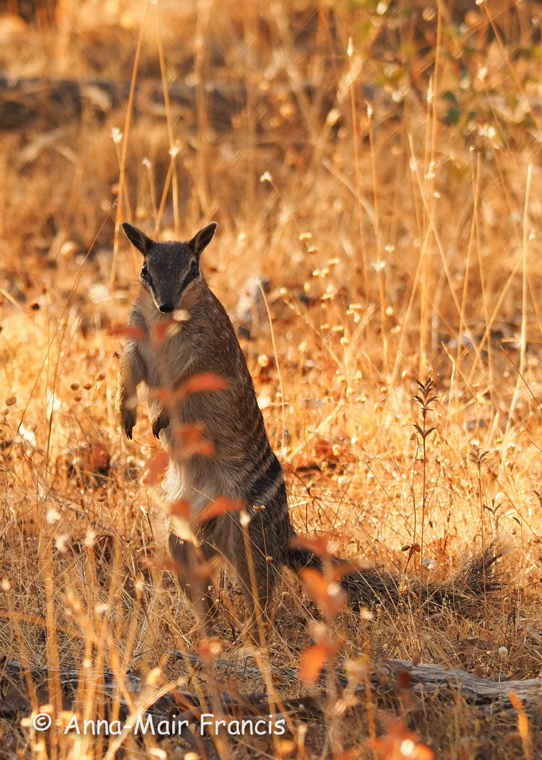 Dryandra Wildflowers and Wildlife Photographic Tour 3 day/2 nights