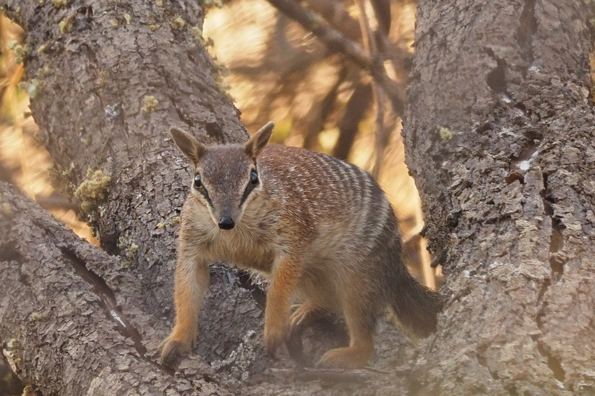 Dryandra Wildflowers and Wildlife Photographic Tour 3 day/2 nights