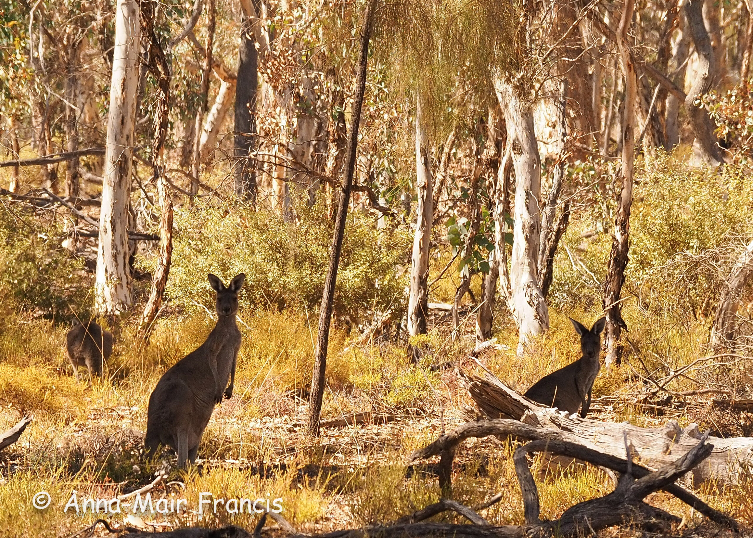 Dryandra Wildflowers and Wildlife Photographic Tour 3 day/2 nights